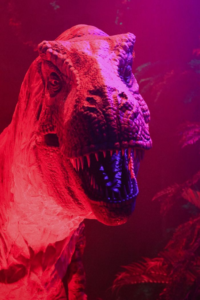Home A striking vertical shot of an illuminated T-Rex dinosaur in a pink and red exhibition setting.